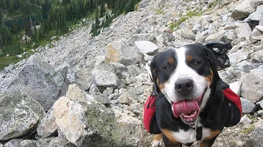 25 Dog-Friendly Hiking Trails & Tips for Hiking With Your Dog