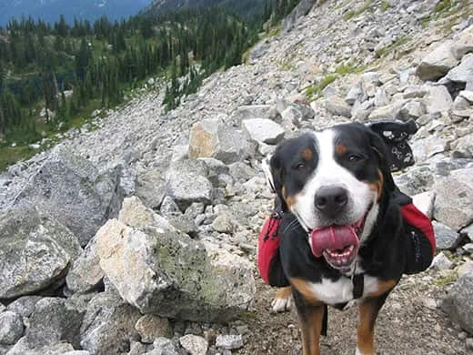 25 Dog-Friendly Hiking Trails & Tips for Hiking With Your Dog