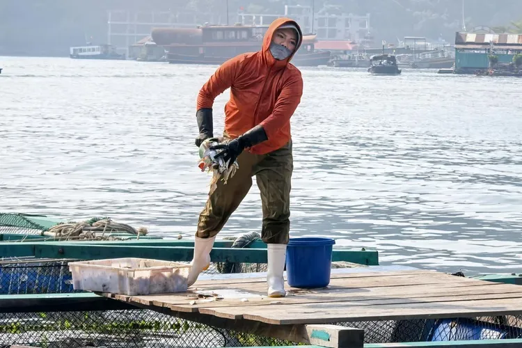 Future of Seafood: Aquaculture Technologies Redefining the Fishing Industry