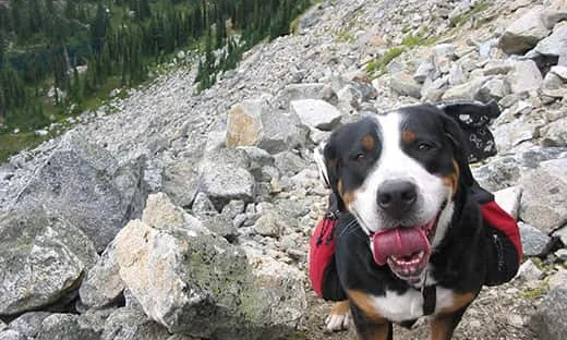 Black, brown and white dog on a rocky mountain with doggie backpack.