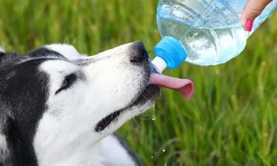 Thirsty Husky dog drinking from water bottle held by a woman